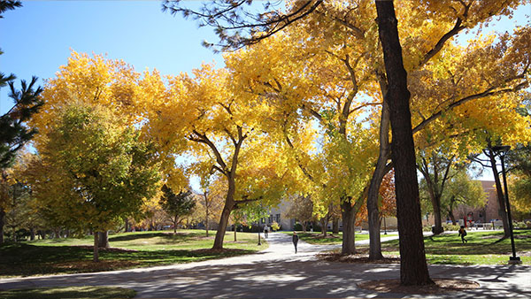 Photos of trees over a pathway on UNM Campus
