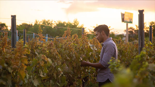 Photo of a man picking grapes