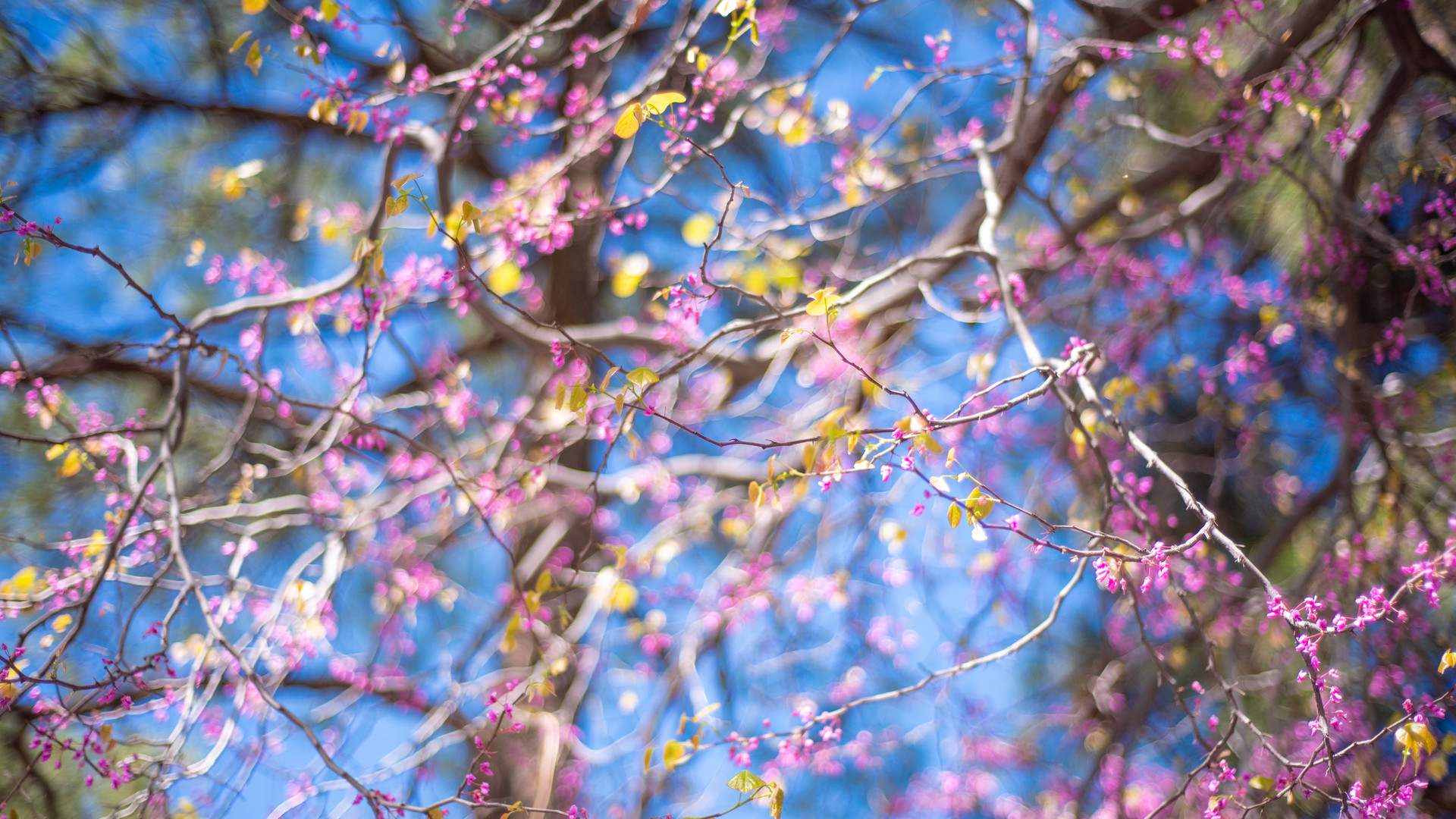 blooms